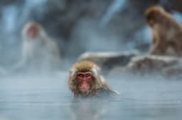 Nagano Snow Monkey Park Full-Day Private Guided Tour