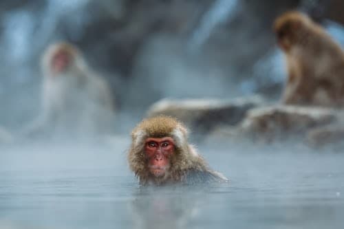 Nagano Snow Monkey Park Full-Day Private Guided Tour