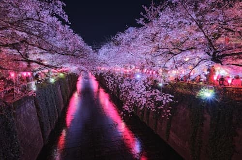Kawazu Cherry Blossom Festival Tour